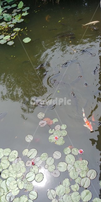 연잎,연꽃,호수,잉어,식물,자연,nature,동물,물고기,fish,flower