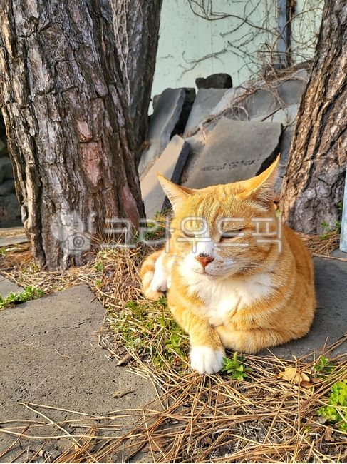 rest,morning,Pets,healing,sunlight,stray cat,cat,animal,mammalia,pet