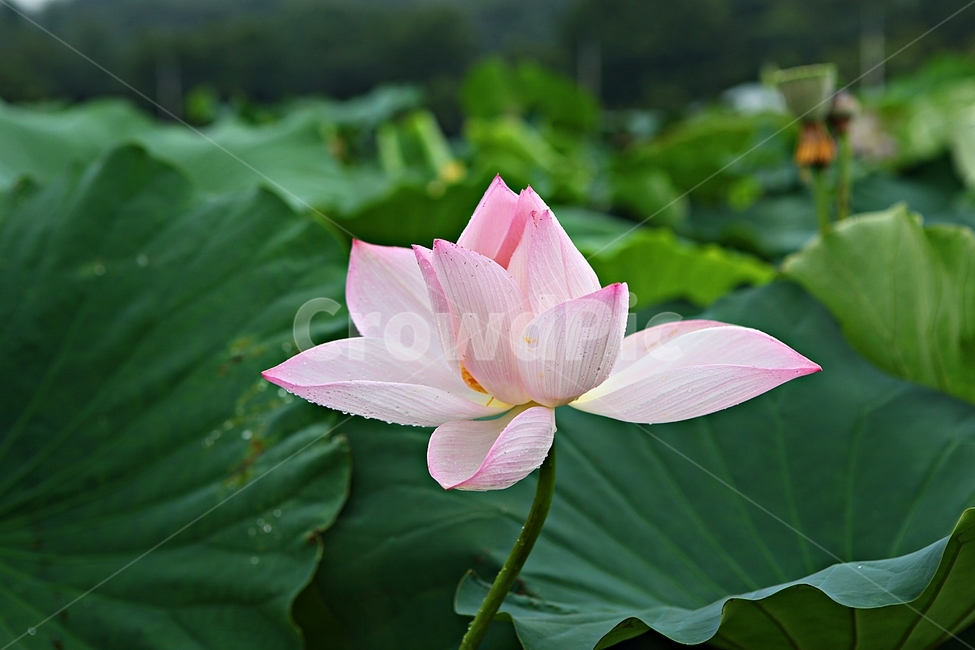 연꽃,꽃,연잎,관곡지,생태