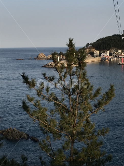 나무,바다,sea,ocean,tree,water,oceanview,물