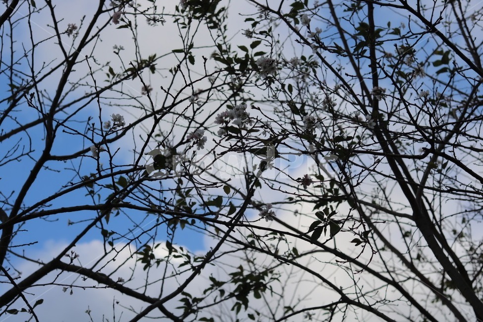 가을,벚꽃,하늘,구름,나무,자연,꽃,아름답다,힐링,식물,자연,plants,nature,나무,trees,wood