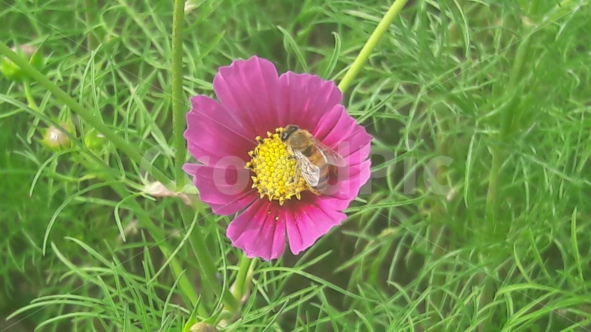 벌,꽃,코스모스,초록,어울림,가을,계절,fall,autumn,season,식물,자연,plants,nature,꽃,flower,동물,animal,곤충,벌레,insect,bug,invertebrate,무척추 동물,bee,honey bee,꿀벌