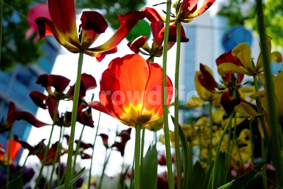 튤립,봄,bloom,꽃,식물,자연,화사함,꽃향기,tulip,colorful,floral,flower,gardenflowers,happymind,life,nature,plant,spring봄,spring,식물,자연,plants,nature,꽃,flower