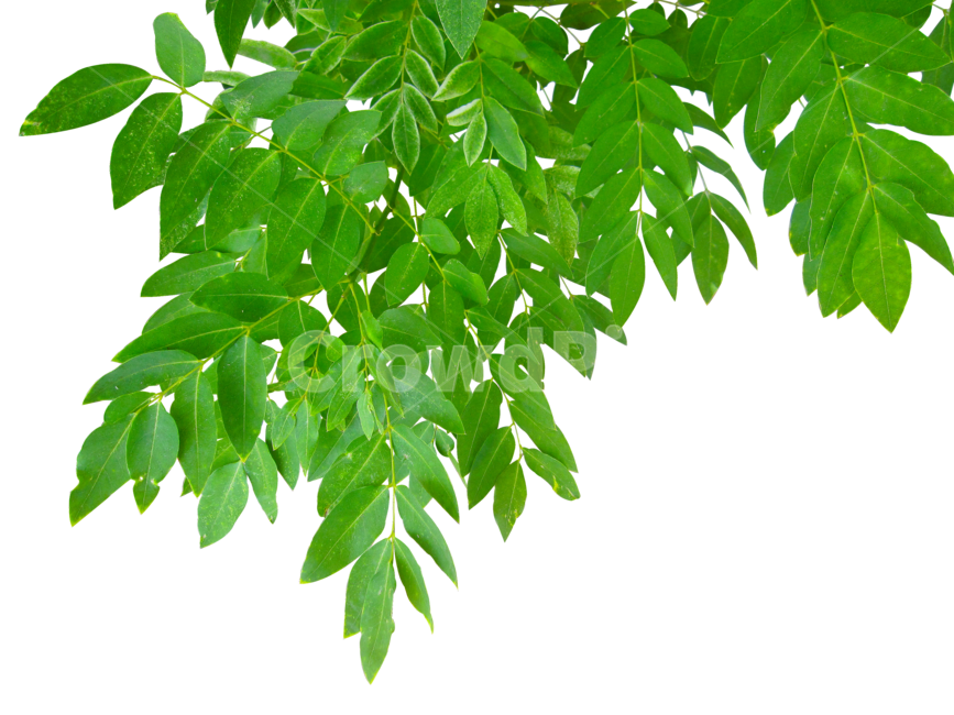 잎,나뭇잎,초록,자연,잎사귀,그린,식물,식물,자연,plants,nature,누끼,remove background