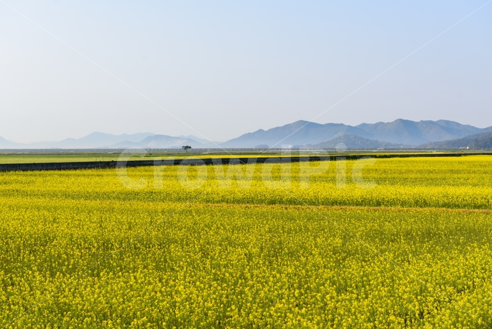 sky,still,silent,nature,change,tree,yellow,flower garden,flower,outdoor,field,Image without people,plant,sight,rape flower,lonely,landscape