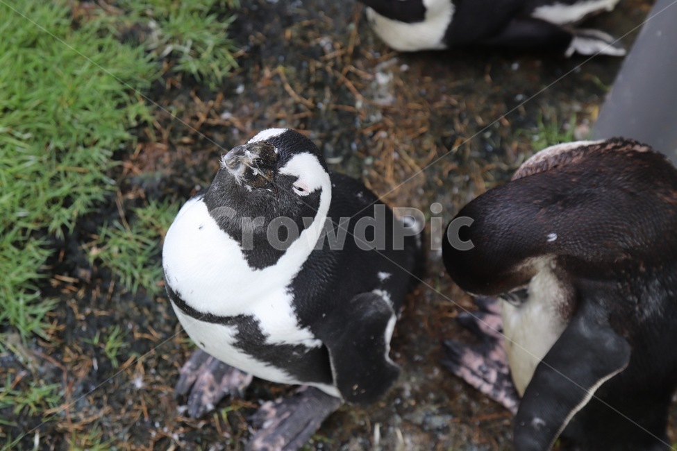 펭귄,귀여운,바다,검은색,동물원,penguin,동물,animal