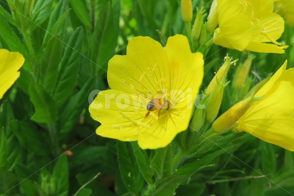 벌,bee,꿀벌,꽃,곤충,insect,honeybee,채집