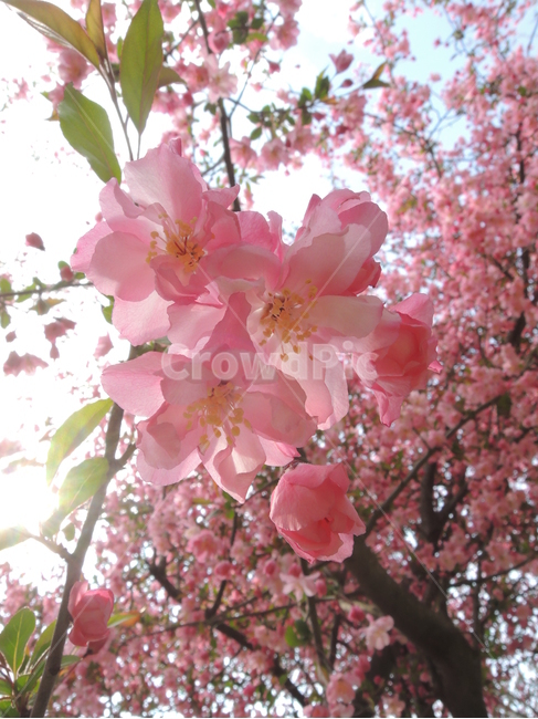 봄,벚꽃,겹벚꽃,핑크,꽃송이,그림같은,계절,자연,꽃잎,park,spring,cherryblossom,season,bloom,flower,closeup,floral,garden,petal,blossom,picturesque,sakura,pink,blooming,봄,계절,spring,season,식물,자연,plants,nature,꽃,flower,plant,cherry blossom
