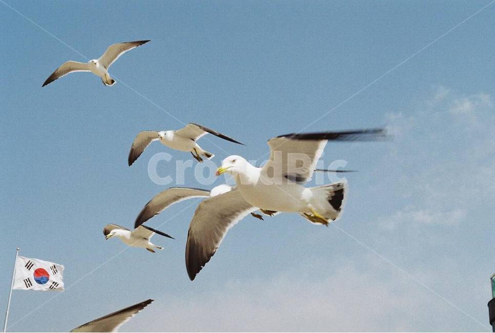 하늘,갈매기,새,태극기,비행,bird,동물,flying,나는,필름,동물,animal,조류,새,birds