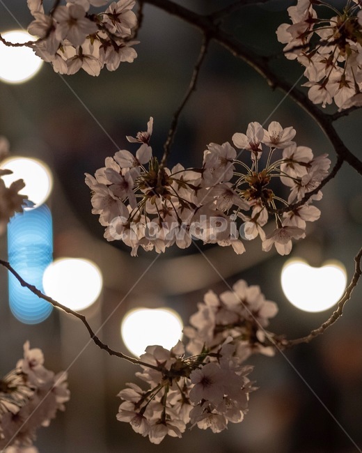 꽃,벚꽃,벚꽃축제,봄,감성,봄,계절,spring,season,야경,밤,풍경,nightscape,night,landscape,plant,식물,flower,cherry blossom,blossom