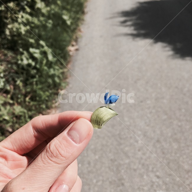 손가락,person,사람,human,인간,finger,꽃,들꽃,닭의장풀,식물,자연,plants,nature,꽃,flower,신체일부,몸,body