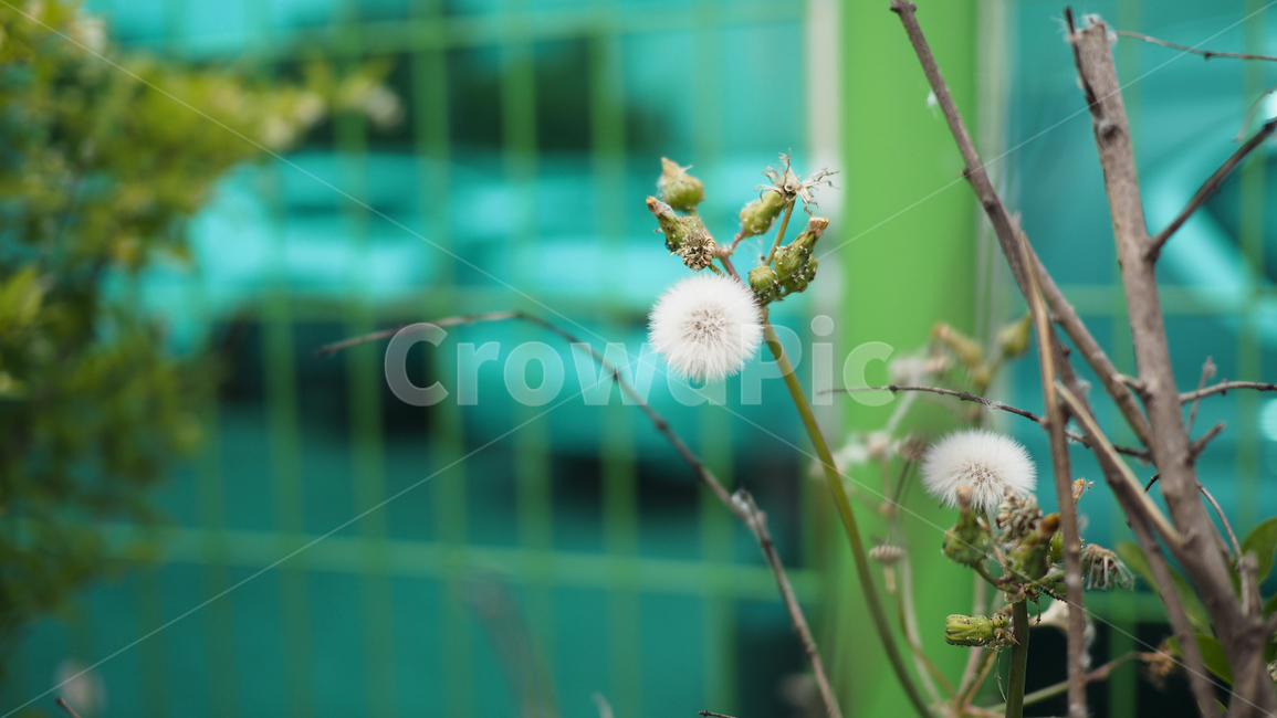 야생화,홀씨,꽃,아웃포커스,wildflower