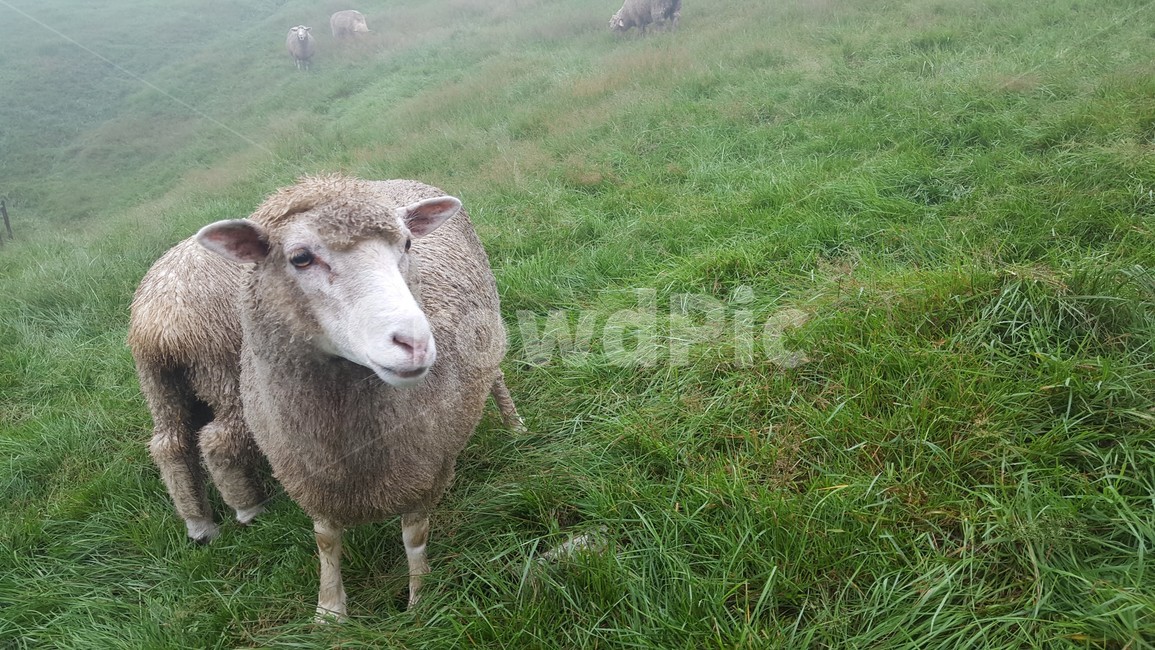 양,음메,양털,양때목장,sheep,animal,포유류,동물,mammal