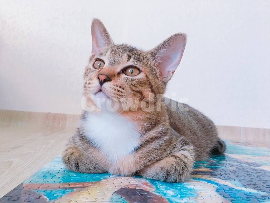 고양이,고양이퍼즐,고양이식빵,고양이얼굴,고양이눈,동물,animal,포유류,mammal,고양이,cat,kitten,kitty