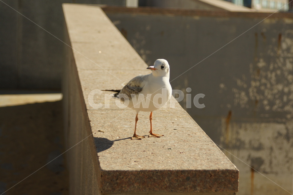 bird,새,동물,animal,갈매기,seagull,동물,animal,조류,새,birds
