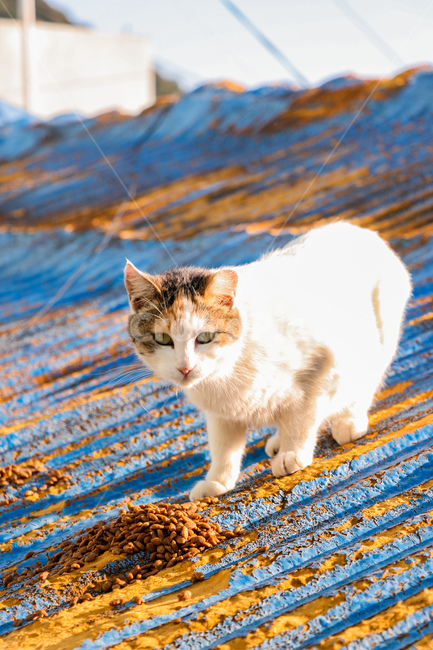 동물,animal,자연,고양이,cat,pet,포유류,mammal,애완동물,동물,animal,포유류,mammal,고양이,cat,kitten,kitty