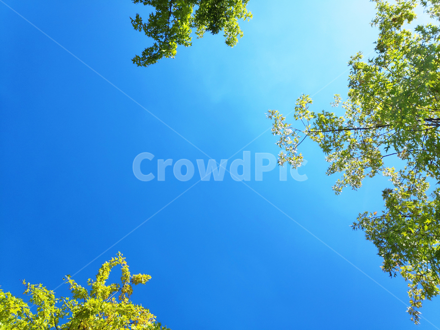 하늘,나무,그린,sky,trees,green,자연,풍경,nature,landscape