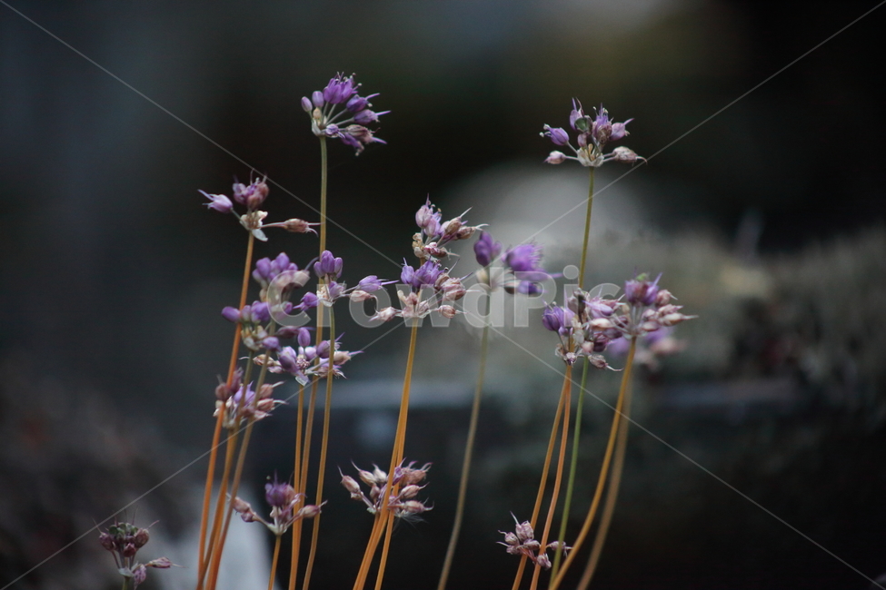 꽃,산부추,japaneseonion,식물,plant