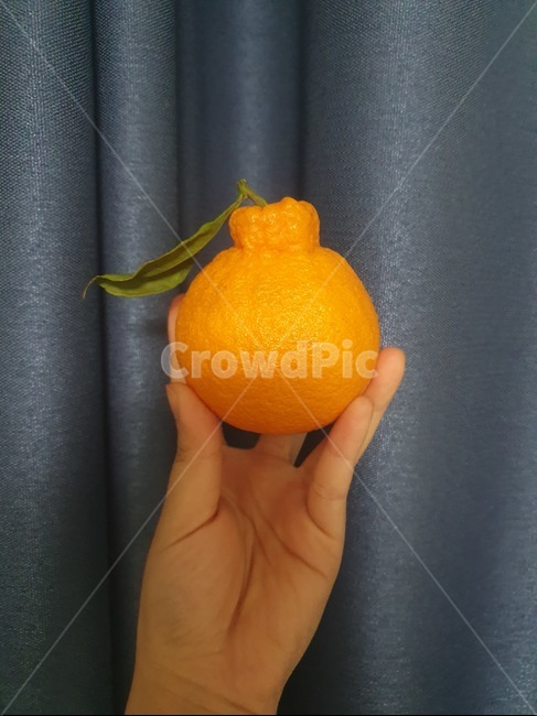 식물,음식,과일,감귤류과일,citrusfruit,food,fruit,plant,주황색,orange,한라봉