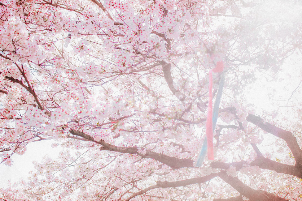 벚꽃,봄,꽃,핑크,분홍,자연,봄,계절,spring,season,식물,자연,plants,nature,꽃,flower,휴식,힐링,rest,relaxation,healing,plant,blossom