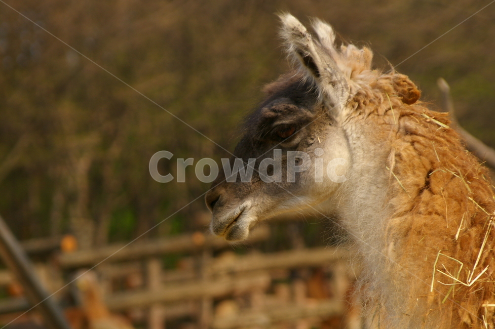 동물,포유류,라마,초식동물,라마얼굴,클로즈업,동물,animal,포유류,mammal