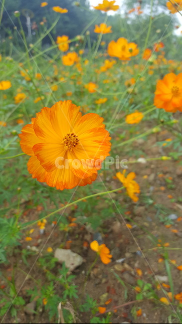 자연,식물,꽃,싱그러운,힐링,초록이,식물,자연,plants,nature,꽃,flower