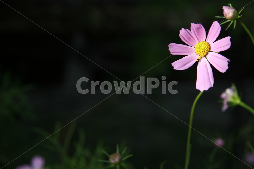 코스모스,꽃,가을,식물,plant,daisies,blossom,flower,식물,자연,plants,nature,꽃,flower