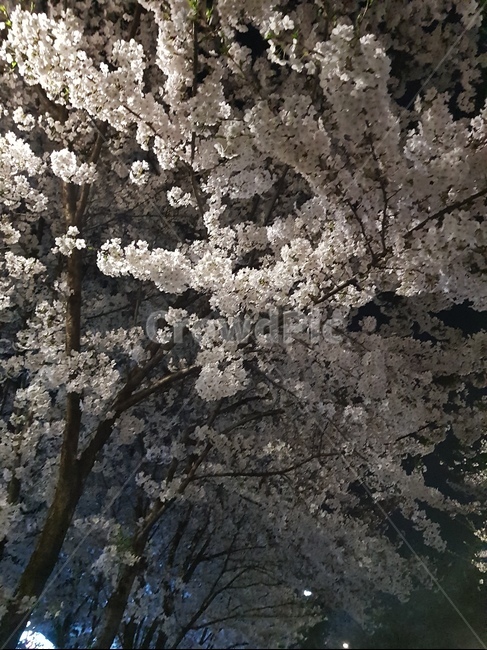 벚꽃,만개,야경,꽃구경,봄,공원,밤풍경,spring,night,cherry blossoms,nightview,봄,계절,spring,season,야경,밤,풍경,nightscape,night,landscape,plant,식물,blossom,꽃,flower