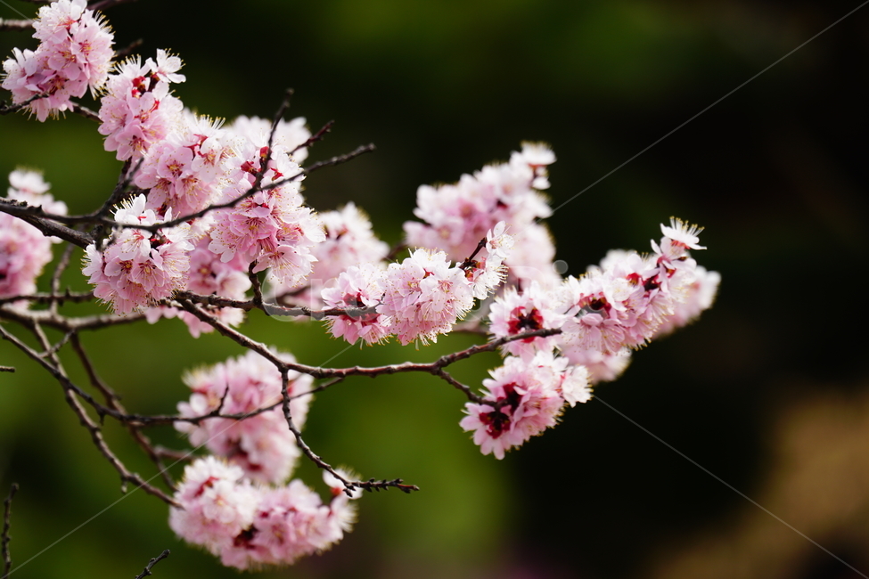 살구나무꽃,봄꽃,한국자연,꽃,꽃사진,플라워,flower,봄,spring,식물,plants,자연,nature,풍경,landscape,계절,season,snap,스냅,접사,macro,closeup,클로즈업,감성사진,감성,힐링,healing,느낌,feel,feeling,꽃밭,화단,나무,나뭇가지,tree,꽃봉오리,4월,April,살구나무,살구꽃,봄,계절,spring,season,식물,자연,plants,nature,꽃,flower,plant
