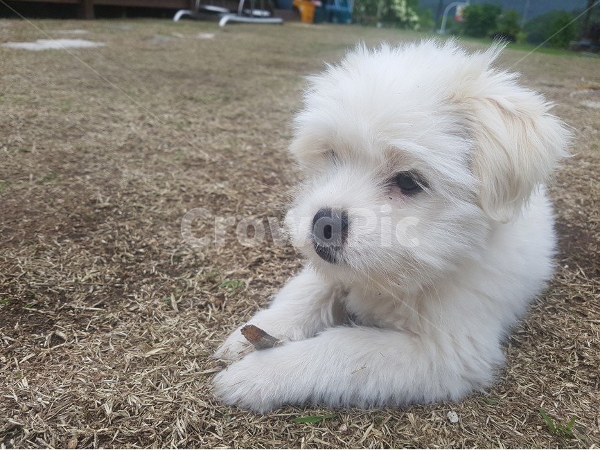 강아지,개,dog,puppy,동물,animal,포유류,클로즈업,확대,closeup,시골,한국,마당,바닥,floor,mixdog,믹스견,한가한,온순한,코,발,흰색,풀밭,털,귀여운,cute,동물,animal,포유류,mammal,개,강아지,dog,doggy