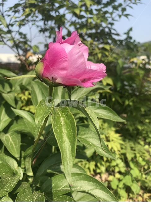 작약,flower,꽃,식물,peony