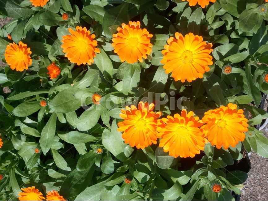 금잔화,국화과,관상용,노란색,붉은색,여름꽃,식물,자연,plants,nature,꽃,flower
