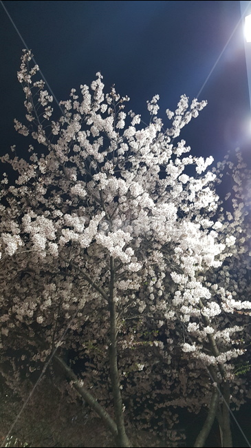 벚꽃,군항제,봄,축제,진해,봄,계절,spring,season,야경,밤,풍경,nightscape,night,landscape,식물,자연,plants,nature,나무,trees,wood,plant