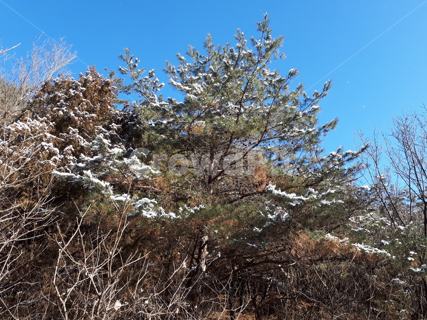숲,겨울,눈,영천,측백나무,나무,겨울,계절,winter,season,자연,풍경,nature,landscape,식물,plants,나무,trees,wood,tree,plant,fir,전나무