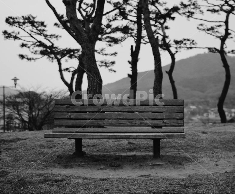 흑백,나무,공원,공원의자,벤치