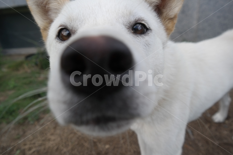 강아지,개,dog,puppy,코,진돗개,백구,시골개,반려견,동물,animal,포유류,mammal,개,강아지,dog,doggy