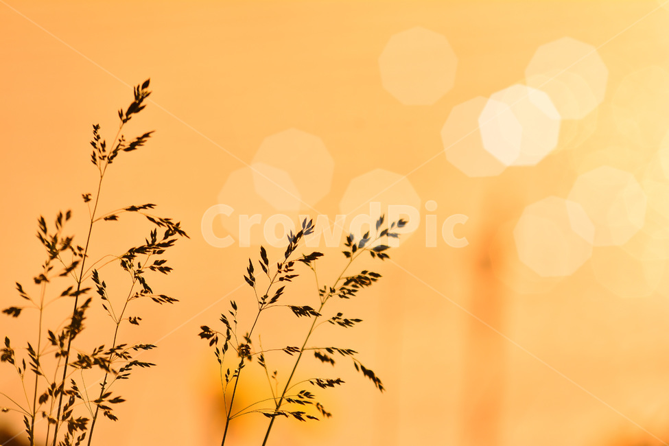 노을,감성,가을꽃,석양,들풀,분위기,느낌,배경,파스텔톤,fall,autumn,flowers,식물,emotion,feeling,sensible,야생화,목초,보케,빛망울,강변,호숫가,오렌지색,가을분위기,가을느낌,가을이미지,식물,자연,plants,nature,휴식,힐링,rest,relaxation,healing,색깔,색상,색채,색감,color sense,color sensitivity,feeling of color