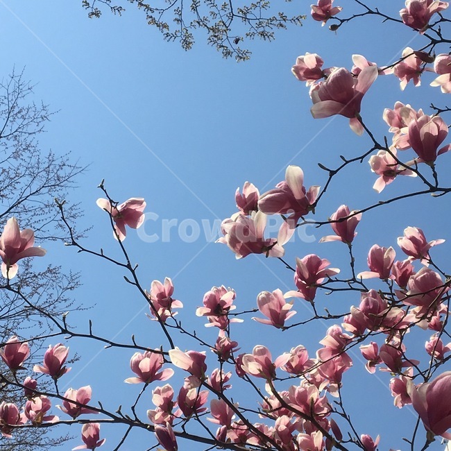 꽃,목련,봄,plant,식물,flower,blossom,자연,nature,spring,봄,계절,spring,season