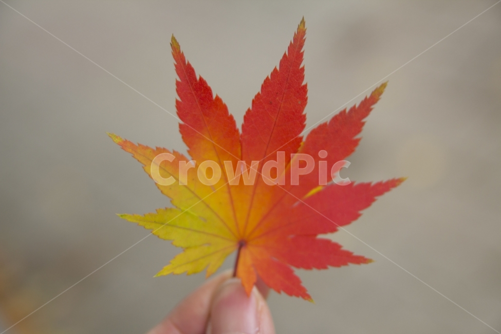 낙엽,가을,알록달록,빨강,노랑,가을,계절,fall,autumn,season,식물,자연,plants,nature,감성,sensible,feeling,plant,leaf,잎,tree,나무