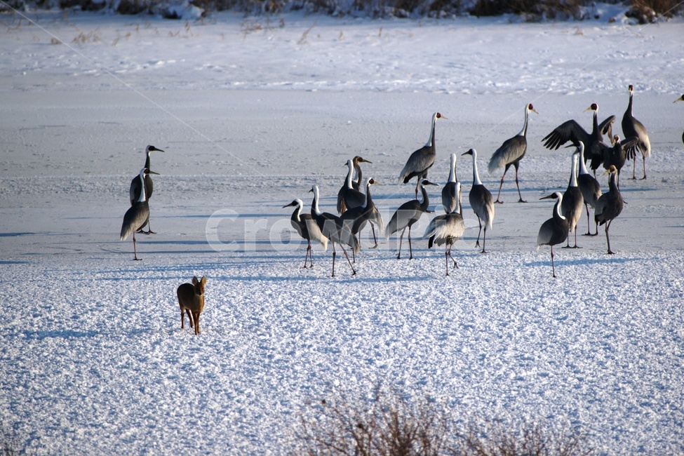 두루미,철원,설경,조류,한탄강,동물,animal,조류,새,birds