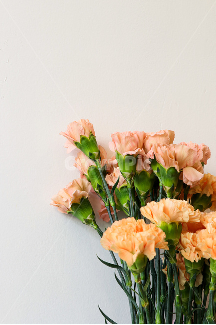 plant,식물,blossom,flower,꽃,꽃,flower