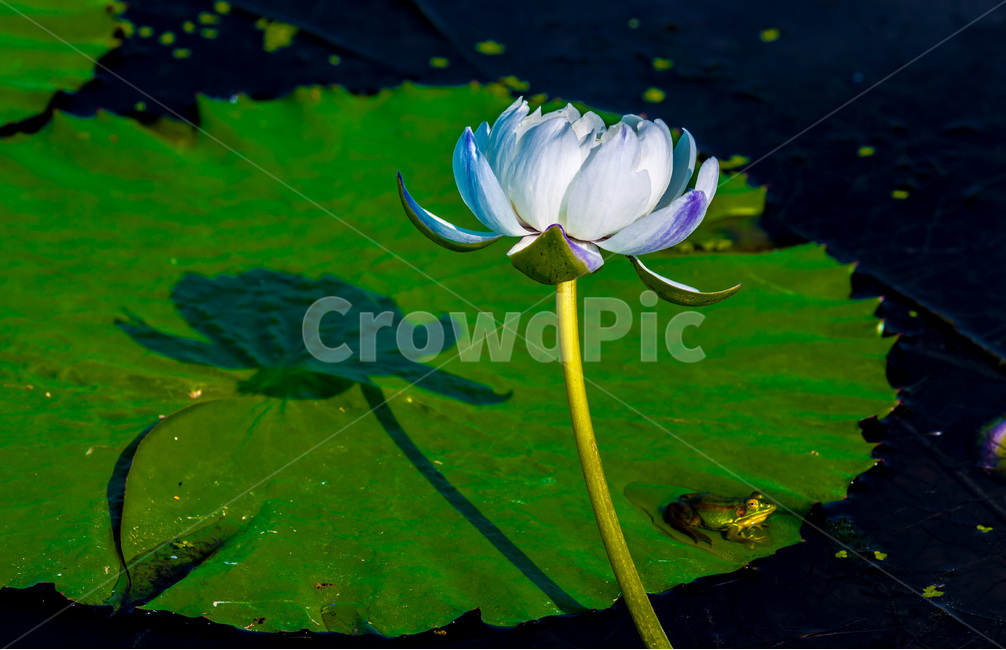연꽃,연잎,습지,그림자,문양,무늬,식물,자연,plants,nature,꽃,flower