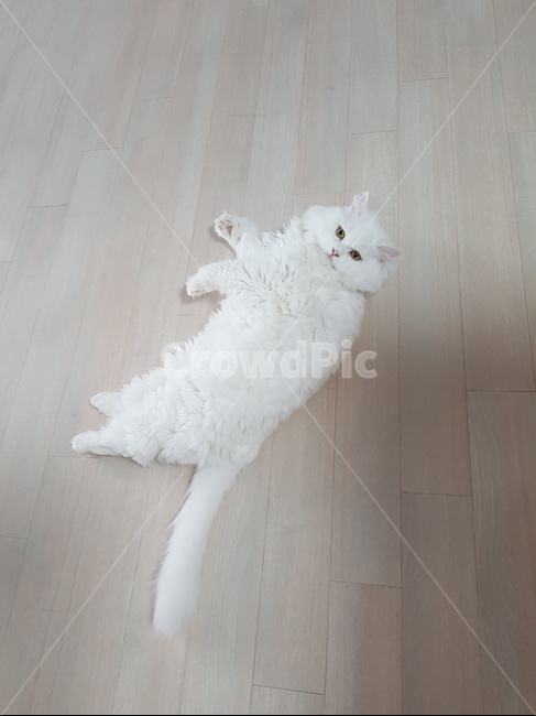 고양이,반려동물,하얀색,귀여움,털,동물,animal,포유류,mammal,고양이,cat,kitten,kitty