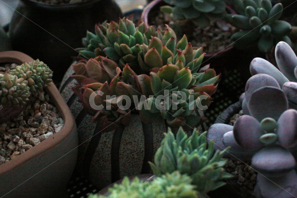 plant,식물,다육,다육이,관상식물