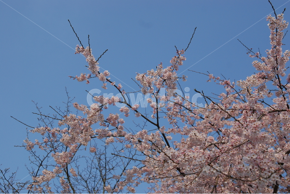 봄,벚꽃,봄나들이,벚꽃엔딩,꽃구경,봄,계절,spring,season,plant,식물,flower,꽃,blossom