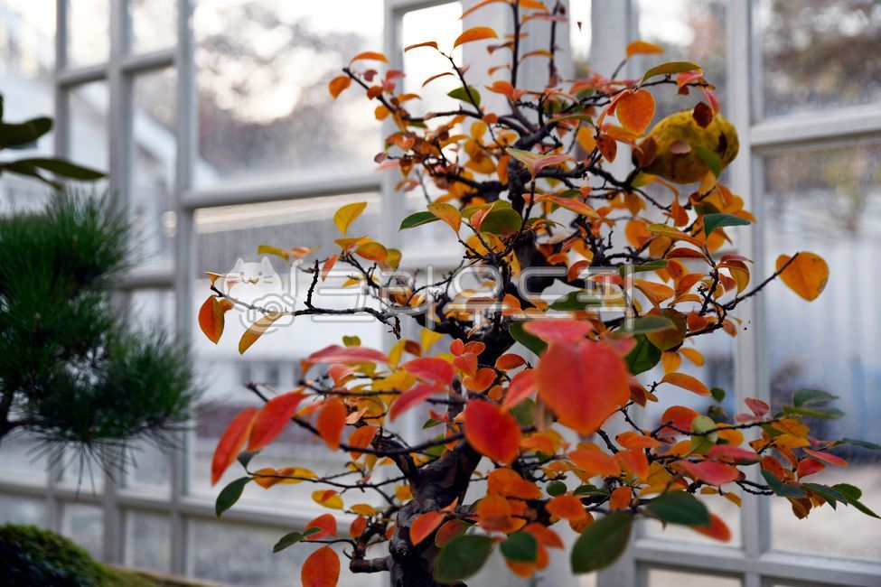 FIG,ficuscarica,bush,fig tree,Moraceae