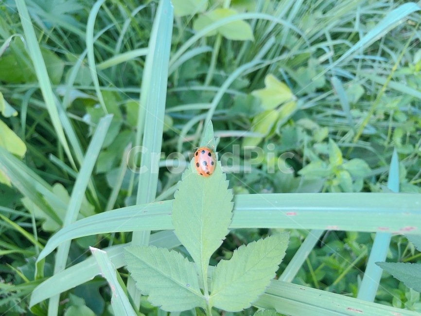 plant,식물,무당벌레,ladybug,풀,식물,자연,plants,nature