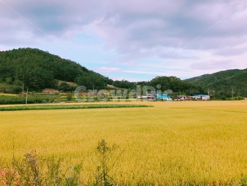 풍경,논밭,시골,황금논밭,가을,시골,마을,풍경,landscape,country,rural,town