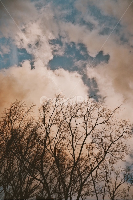 구름,하늘,겨울,나무,자연,weather,nature