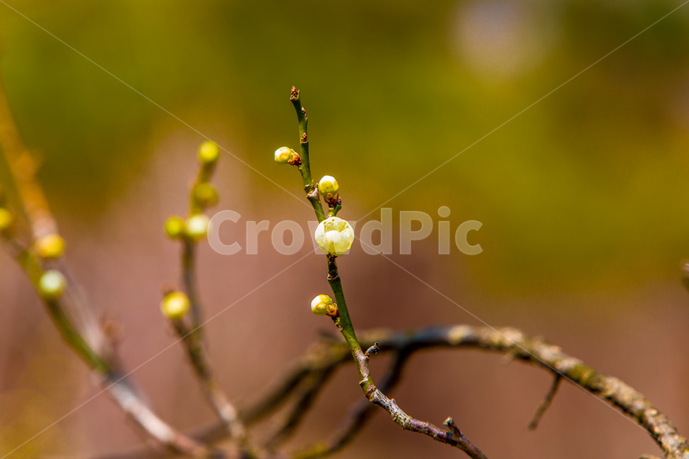 매화,봄,봄전령,감성,배경,봄꽃,꽃봉오리,봄,계절,spring,season,식물,자연,plants,nature,꽃,flower,plant